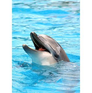 Umělecká fotografie Dolphin open mouth, IMNATURE, (30 x 40 cm)