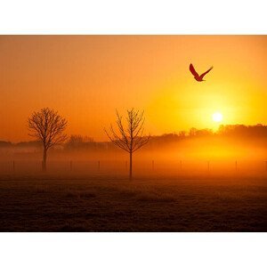 Umělecká fotografie Misty sunrise with crow, Michael Roberts, (40 x 30 cm)