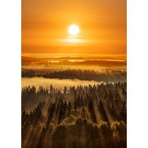 Umělecká fotografie Golden beautiful foggy forest sunbeams, Aulanko,, Milamai, (30 x 40 cm)