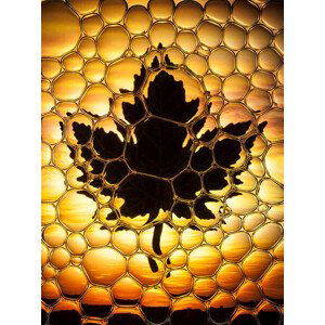 Ilustrace Maple leaf bubbles, Don Farrall, (30 x 40 cm)