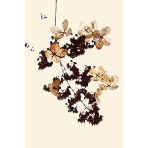 Ilustrace Withered flowers can be used as bookmarks, fanjie Tang, (26.7 x 40 cm)