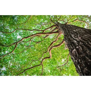 Umělecká fotografie New green leaf tree in nature forest, somnuk krobkum, (40 x 26.7 cm)