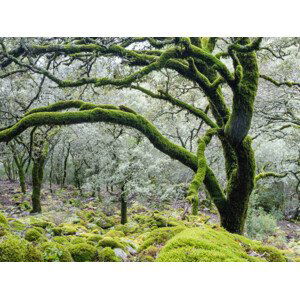 Umělecká fotografie Old trees full of moss in autumn, JLGutierrez, (40 x 30 cm)