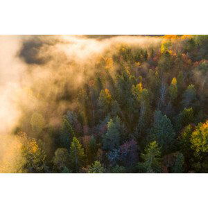 Umělecká fotografie Sunrise and morning mist in the forest, Baac3nes, (40 x 26.7 cm)