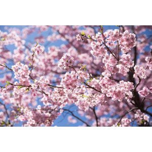 Umělecká fotografie Sweet sakura flower in springtime, somnuk krobkum, (40 x 26.7 cm)