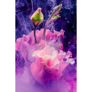 Umělecká fotografie Flower in colourful water, Lorado, (26.7 x 40 cm)
