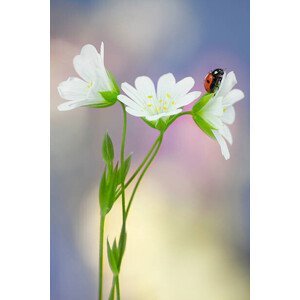 Umělecká fotografie Wildflowers, mikroman6, (26.7 x 40 cm)