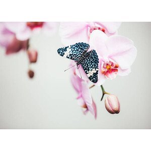 Umělecká fotografie Butterfly On Orchid, borchee, (40 x 30 cm)