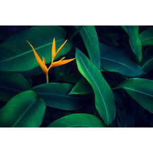 Umělecká fotografie tropical leaves colorful flower on dark, sarayut Thaneerat, (40 x 26.7 cm)