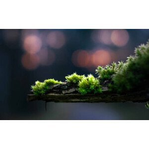 Umělecká fotografie close-up of moss on a branch, Alin Boehmer, (40 x 24.6 cm)