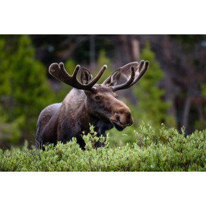 Umělecká fotografie A moose moose in the forest,Fort, Hawk Buckman / 500px, (40 x 26.7 cm)