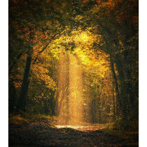 Umělecká fotografie Magical forest landscape with sunbeam lighting, FrankyDeMeyer, (35 x 40 cm)