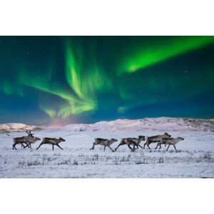 Umělecká fotografie Wild reindeer on the tundra on, Anton Petrus, (40 x 26.7 cm)