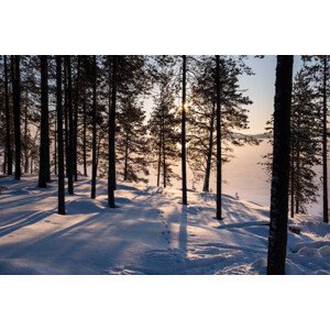 Umělecká fotografie A Forest at the Edge of, Rob Watkins, (40 x 26.7 cm)