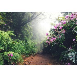Umělecká fotografie Walking Path On Madeira Island, borchee, (40 x 26.7 cm)