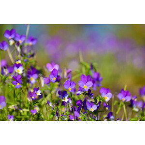 Umělecká fotografie Focus on wild pansys and defocused, Ingunn B. Haslekaas, (40 x 26.7 cm)