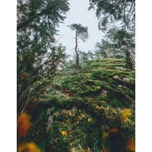Umělecká fotografie Mysterious autumn forest, tree on a, Milamai, (30 x 40 cm)