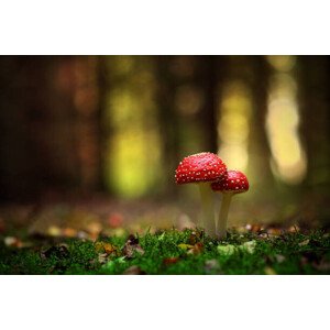 Umělecká fotografie Macro Image, Vadim Morozov / 500px, (40 x 26.7 cm)