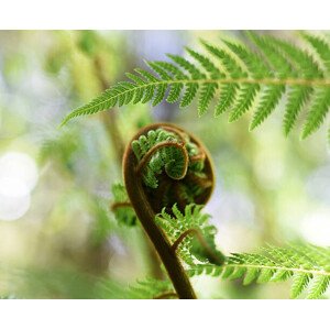 Umělecká fotografie Punga Fern Koru, Logan Campbell, (40 x 35 cm)