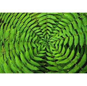 Umělecká fotografie Fern Circle Background, georgeclerk, (40 x 26.7 cm)