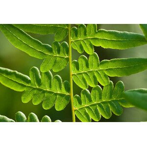 Umělecká fotografie close-up fern, jadimages, (40 x 26.7 cm)