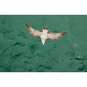 Umělecká fotografie Young Gull, Ade_Deployed, (40 x 26.7 cm)