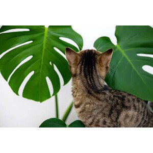 Ilustrace tabby cat kitty playing with monstera, AMphotography, (40 x 26.7 cm)