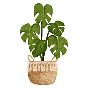 Ilustrace watercolor home decor monstera plant with pot, Elsa Fitria Bena, (40 x 40 cm)