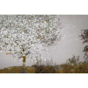 Ilustrace Fruit tree, Nel Talen, (40 x 26.7 cm)