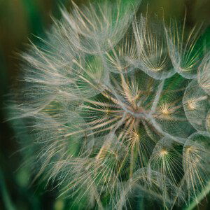 Umělecká fotografie Summer Dandelion, Bethany Young, (40 x 40 cm)