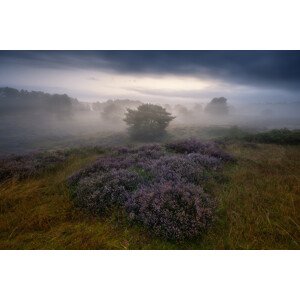 Umělecká fotografie Heather impressions, Adam Pachula, (40 x 26.7 cm)