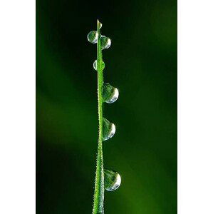 Fotografie Drops of dew, japedro, (26.7 x 40 cm)