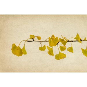 Fotografie Ginkgo biloba branch and leaves in autumn, Vicente Méndez, (40 x 26.7 cm)