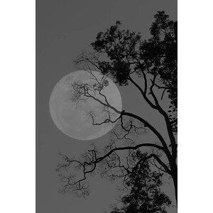 Fotografie Tree and the moon, bochimsang, (26.7 x 40 cm)