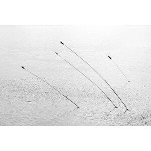 Fotografie Four reeds poking through the ice, Nick Fitzhardinge, (40 x 26.7 cm)