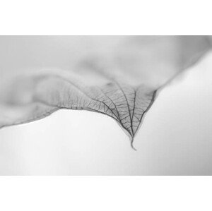 Fotografie A Dry Leaf the tip of a Hosta Plant, Nancybelle Gonzaga Villarroya, (40 x 26.7 cm)