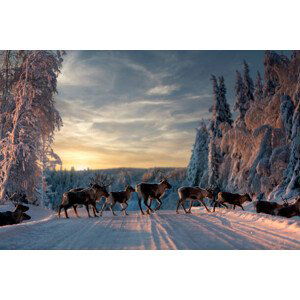 Fotografie A group of reindeers crossing the, Jonas / Bildmedia  / 500px, 40x26.7 cm