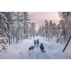 Fotografie Husky dog sledding in Lapland, Finland, serts, 40x26.7 cm