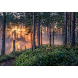Fotografie Scenic forest landscape with beautiful misty, Riekkinen, 40x26.7 cm