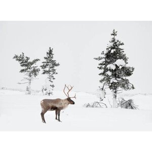 Fotografie Reindeer standing in snowy winter landscape, RelaxFoto.de, 40x30 cm