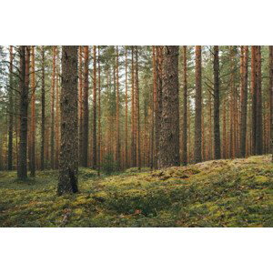 Fotografie Magic pinewood lawn. Dark toned green, Tatiana Lavrova, 40x26.7 cm