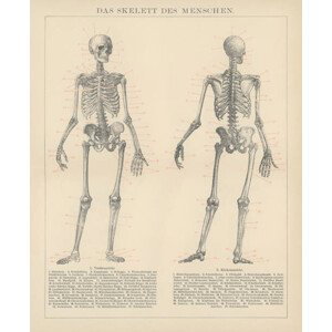 Ilustrace Old engraved illustration of human skeletons, mikroman6, 35x40 cm