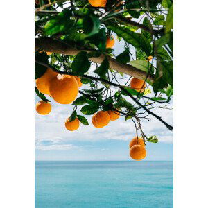 Ilustrace Amalfi Coast Oranges, Bethany Young, 26.7x40 cm