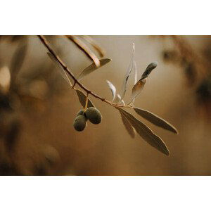 Fotografie Olivenbäume Olivenplantage in der Toscana Italien, Tabitha Arn, 40x26.7 cm