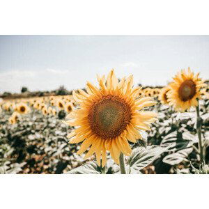 Fotografie sunflowers in Italy, Carol Yepes, 40x26.7 cm