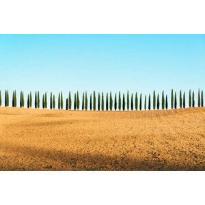 Fotografie Tuscany landscape of cypresses trees, Val, joci03, 40x26.7 cm