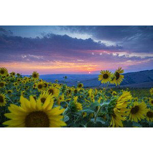 Fotografie Beautiful landscape with sunflowers, Guido Cozzi/Atlantide Phototravel, 40x26.7 cm