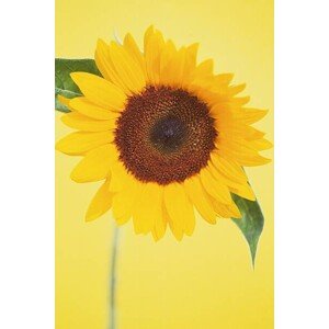 Fotografie Sunflower, DAJ, 26.7x40 cm