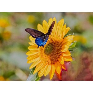 Fotografie Swallowtail on Sunflower, Dennis Govoni, 40x30 cm