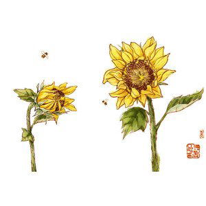 Fotografie Sunflowers, BJI / Blue Jean Images, 40x26.7 cm